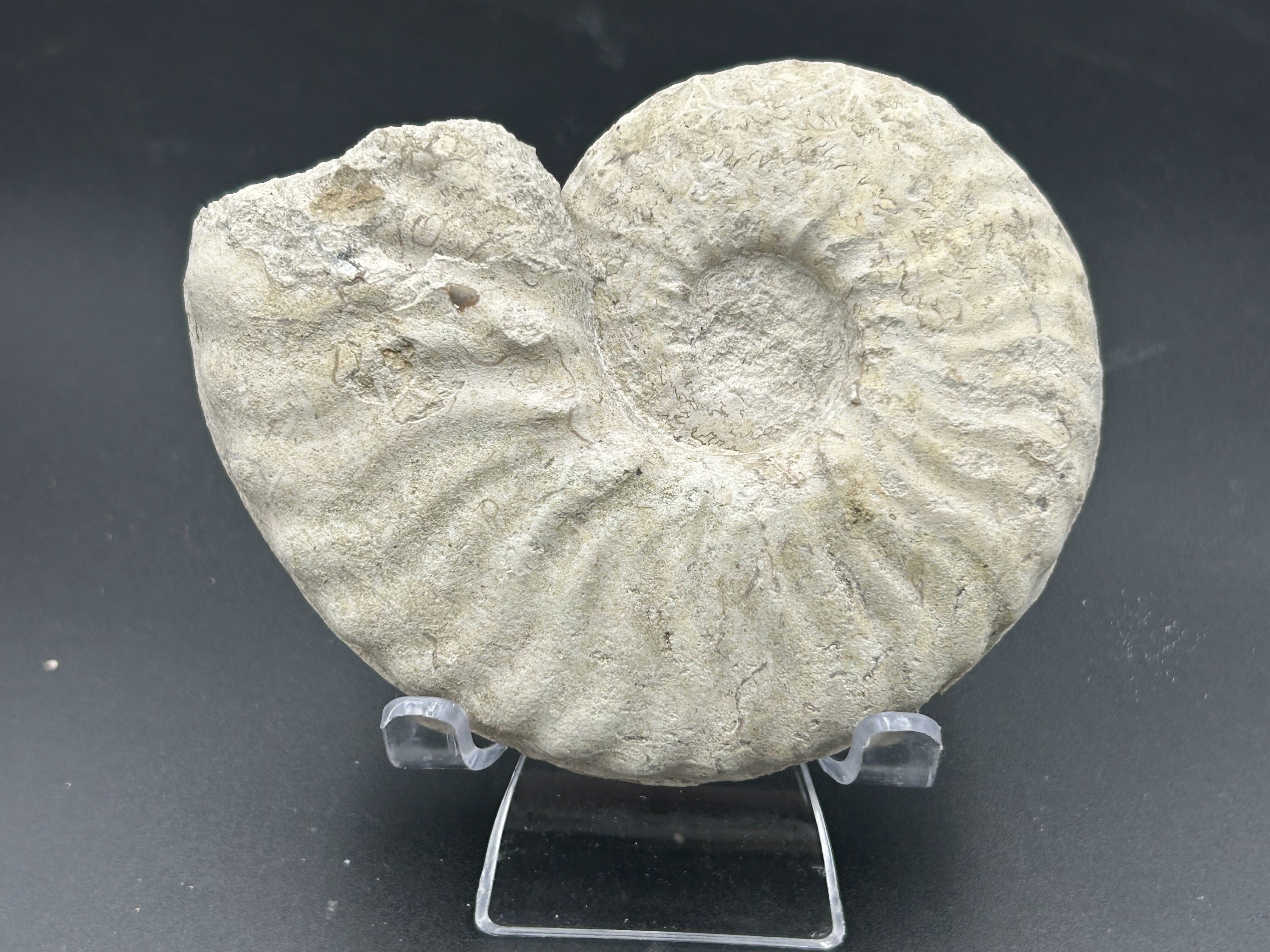 Mortoniceras Ammonites